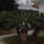 Palms in the Snow - New Orleans 12-25-2004