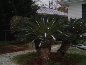 palm in snow