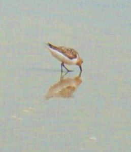 August plover - vh