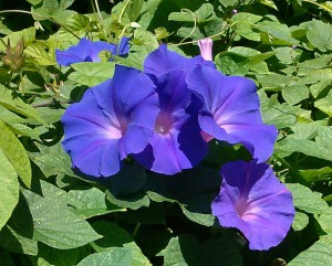 May morning glories - vh