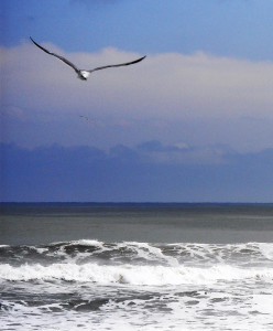 Daytona seagull 