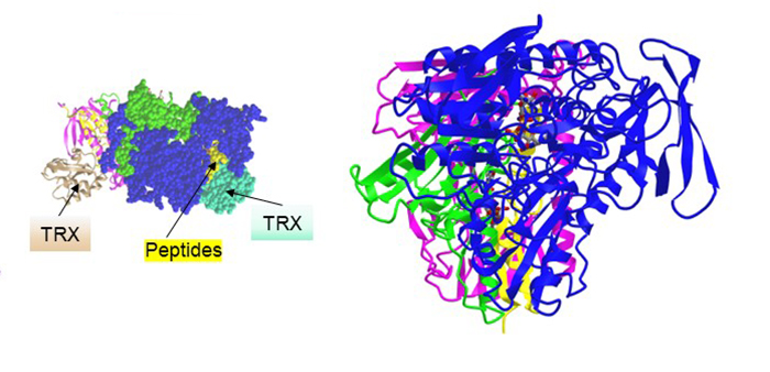 protein sequence analysis