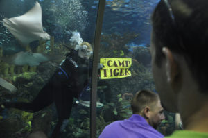 camp tiger in aquarium